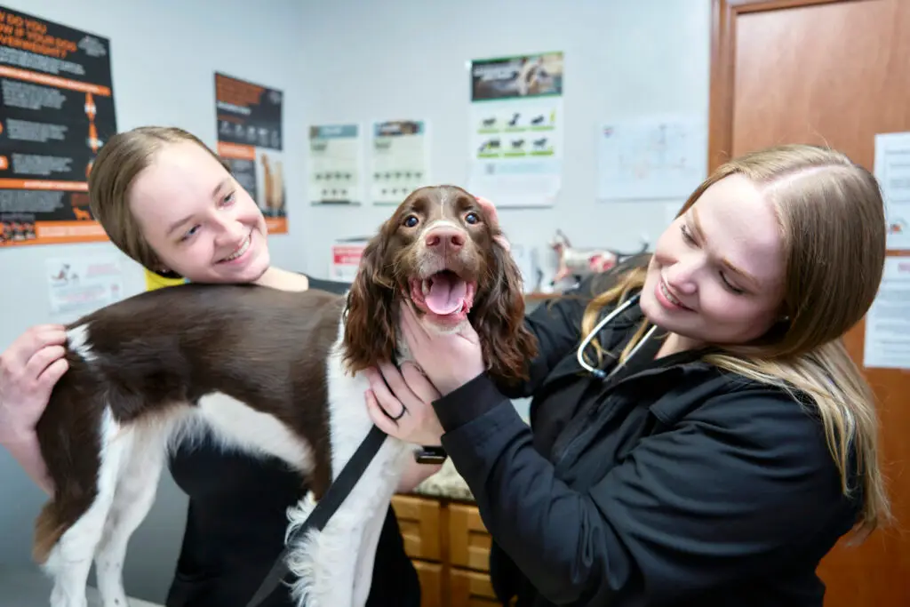 Two veterinary technicians at Tipton Ridge examining a dog